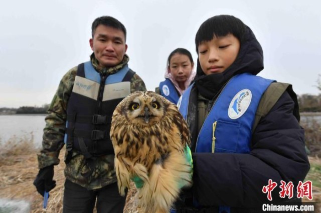 志愿者展示救助的国家二级保护野生动物短耳鸮。　王海滨 摄