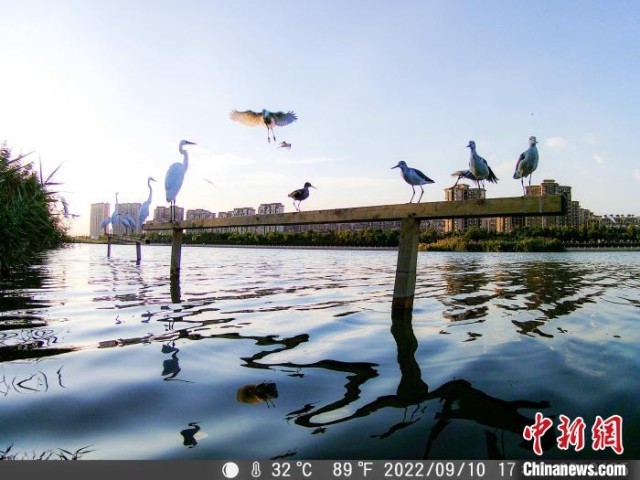 图为志愿者从红外相机中导出的记录白鹭、青脚鹬等鸟类栖息的画面。　王海滨 摄