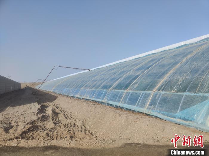沙中“生”果探访新疆南部戈壁设施农业