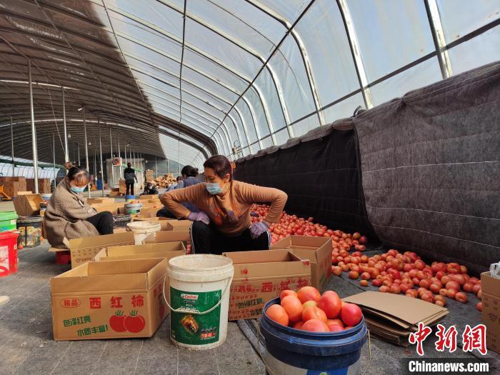 图为工人正在对采摘的西红柿进行分拣装箱。　喇小飞 摄